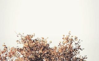 Fall iPhone Wallpaper Collection 12 autumn