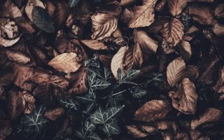 Fall iPhone Wallpaper Collection 14 autumn
