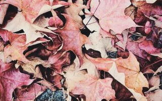 Fall iPhone Wallpaper Collection 15 autumn