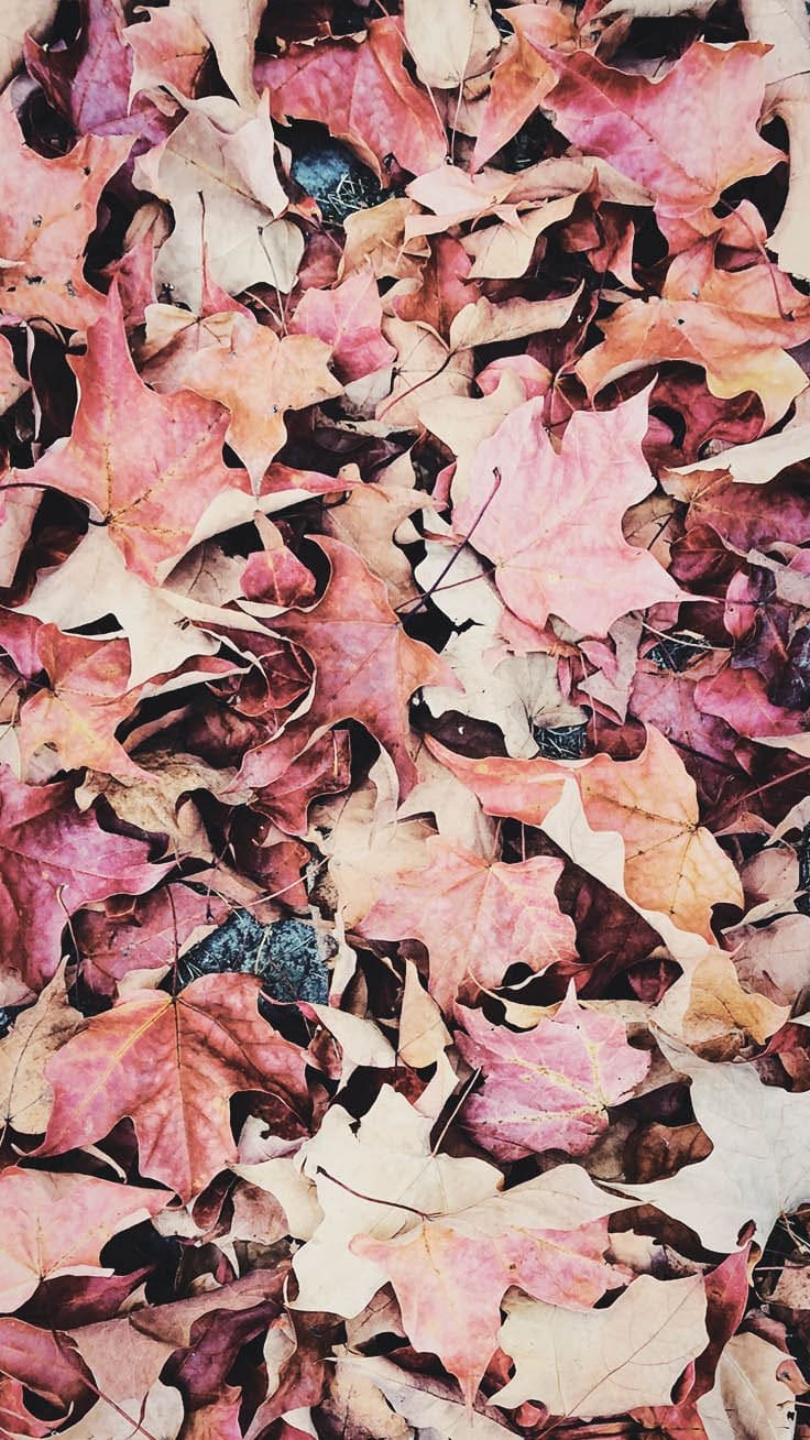 Fall iPhone Wallpaper , Aesthetic Fall Wallpapers autumn