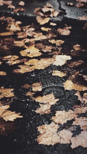 Fall iPhone Wallpaper Collection 4 autumn
