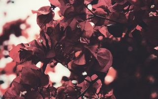 Fall iPhone Wallpaper Collection 6 autumn