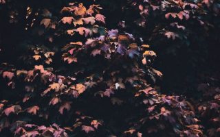 Fall iPhone Wallpaper Collection autumn 3