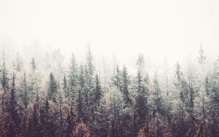 Fall iPhone Wallpaper Collection autumn