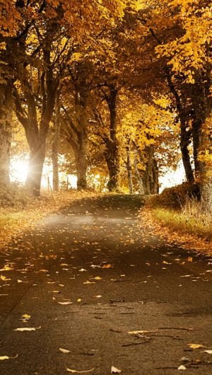 Fall tree road wallpaper for iPhone
