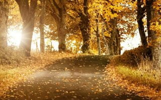 Fall tree road wallpaper for iPhone