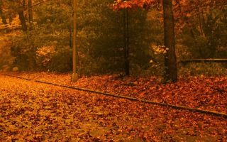 Fall trees wallpaper for iPhone