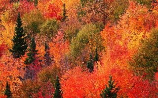 Fall with full of trees wallpaper for iPhone