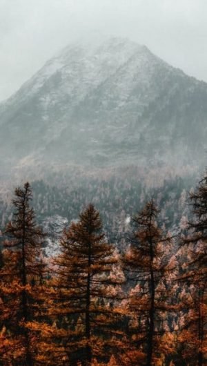 Forest With Misty Mountain the Distance wallpaper hd