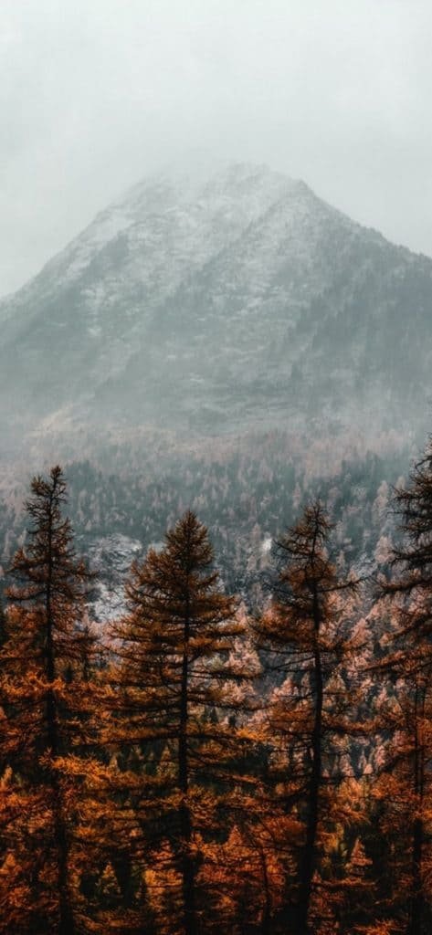 Forest With Misty Mountain the Distance wallpaper hd