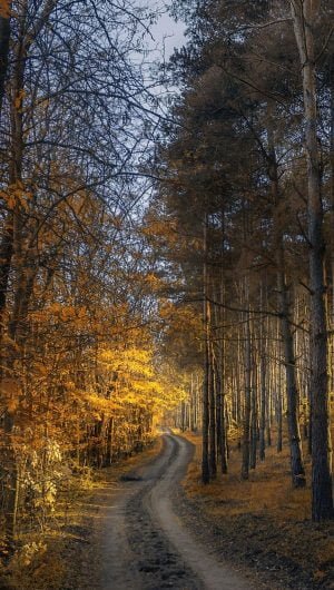Free Autumn Forest Way iPhone Background