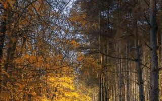 Free Autumn Forest Way iPhone Background