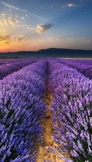 Lavender Field Flowers Wallpaper 1080x1920 1