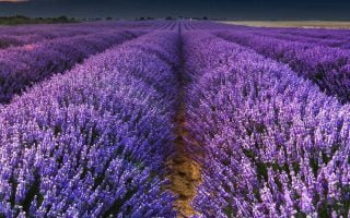 Lavender Field Flowers Wallpaper 1080x1920 1