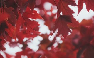 Leaves Autumn Red Wallpaper 1080x1920 1