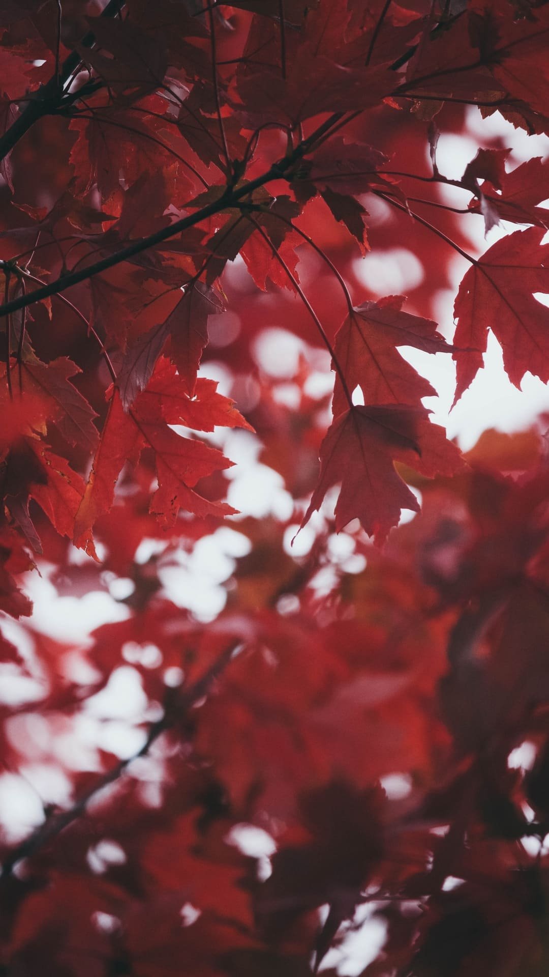 Leaves Autumn Red Wallpaper 1080x1920 1