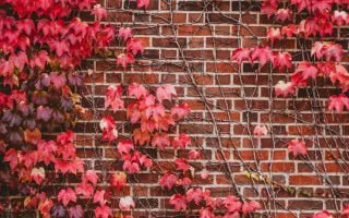 Leaves Wall Branches Bricks Wallpaper 1080x1920 1