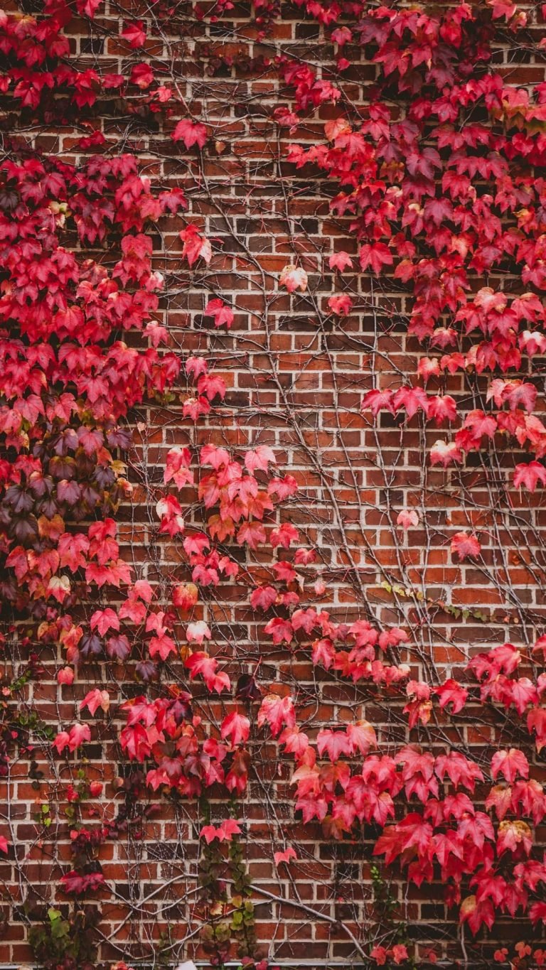 Leaves Wall Branches Bricks Wallpaper 1080x1920 1