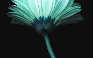 Lonely Flower Dark Blue Simple Minimal Art iphone wallpaper ilikewallpaper com