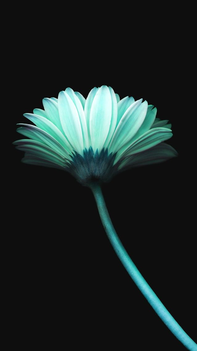 Lonely Flower Dark Blue Simple Minimal Art iphone wallpaper ilikewallpaper com