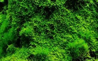 Moss Grass Tree Stump Wood Wallpaper 1080x1920 1