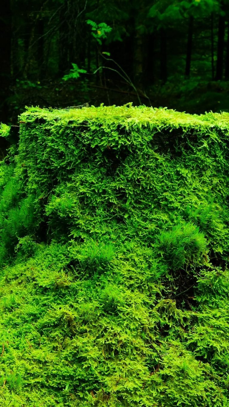 Moss Grass Tree Stump Wood Wallpaper 1080x1920 1