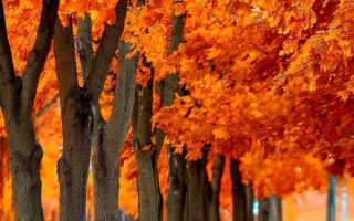 Orange Trees Fall Background For iPhone