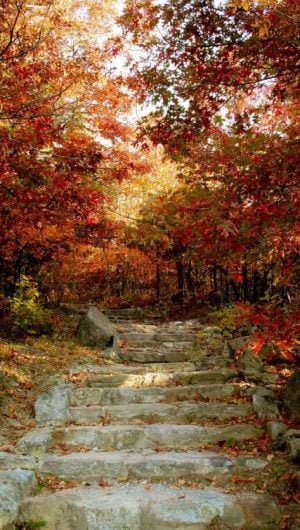 Outdoor Steps into an Orange Forest wallpaper