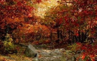Outdoor Steps into an Orange Forest wallpaper