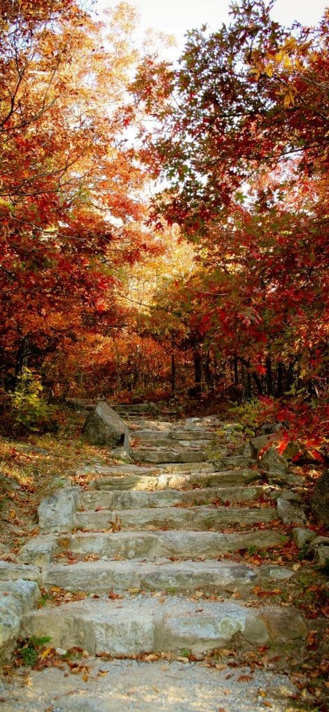 Outdoor Steps into an Orange Forest wallpaper