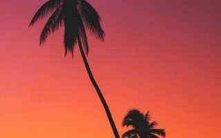 Palms Sunset Silhouettes Wallpaper 1080x1920 1