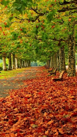 Park Autumn Foliage Benches Trees Wallpaper 1080x1920 1