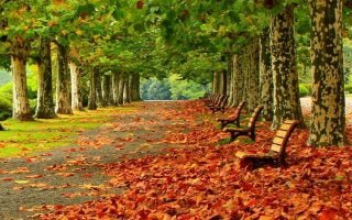 Park Autumn Foliage Benches Trees Wallpaper 1080x1920 1