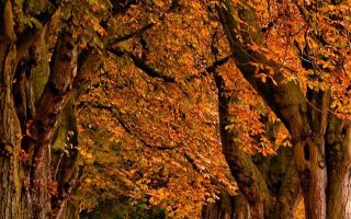Park Autumn iphone wallpaper