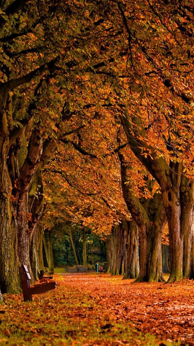Park Autumn iphone wallpaper