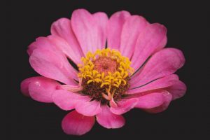 Pink Flower Amoled Black Wallpaper 300x585 1