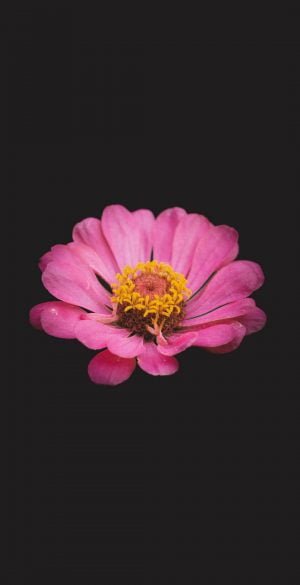 Pink Flower Amoled Black Wallpaper 300x585 1