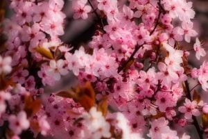 Pink Flowers Tree Wallpaper 300x585 1