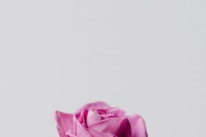 Pink Rose Wallpaper 300x585 1