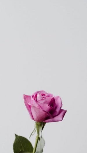 Pink Rose Wallpaper 300x585 1