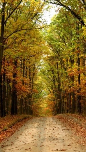 Quiet Road With Fall Leaves wallpaper