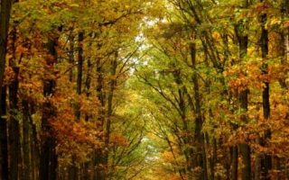 Quiet Road With Fall Leaves wallpaper