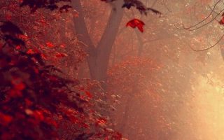 Red Forest Path iPhone Background For Free