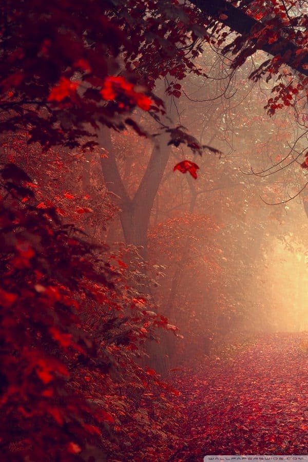 Red Forest Path iPhone Background For Free