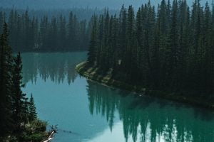 River and Trees Wallpaper 300x585 1