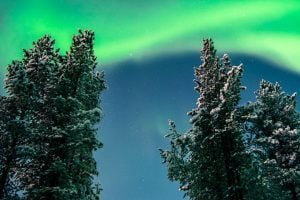 Snow way and trees Wallpaper 300x585 1
