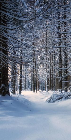Snow with Trees Wallpaper 300x585 1