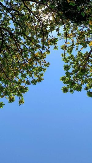Tree Branches Sky Wallpaper