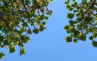 Tree Branches Sky Wallpaper