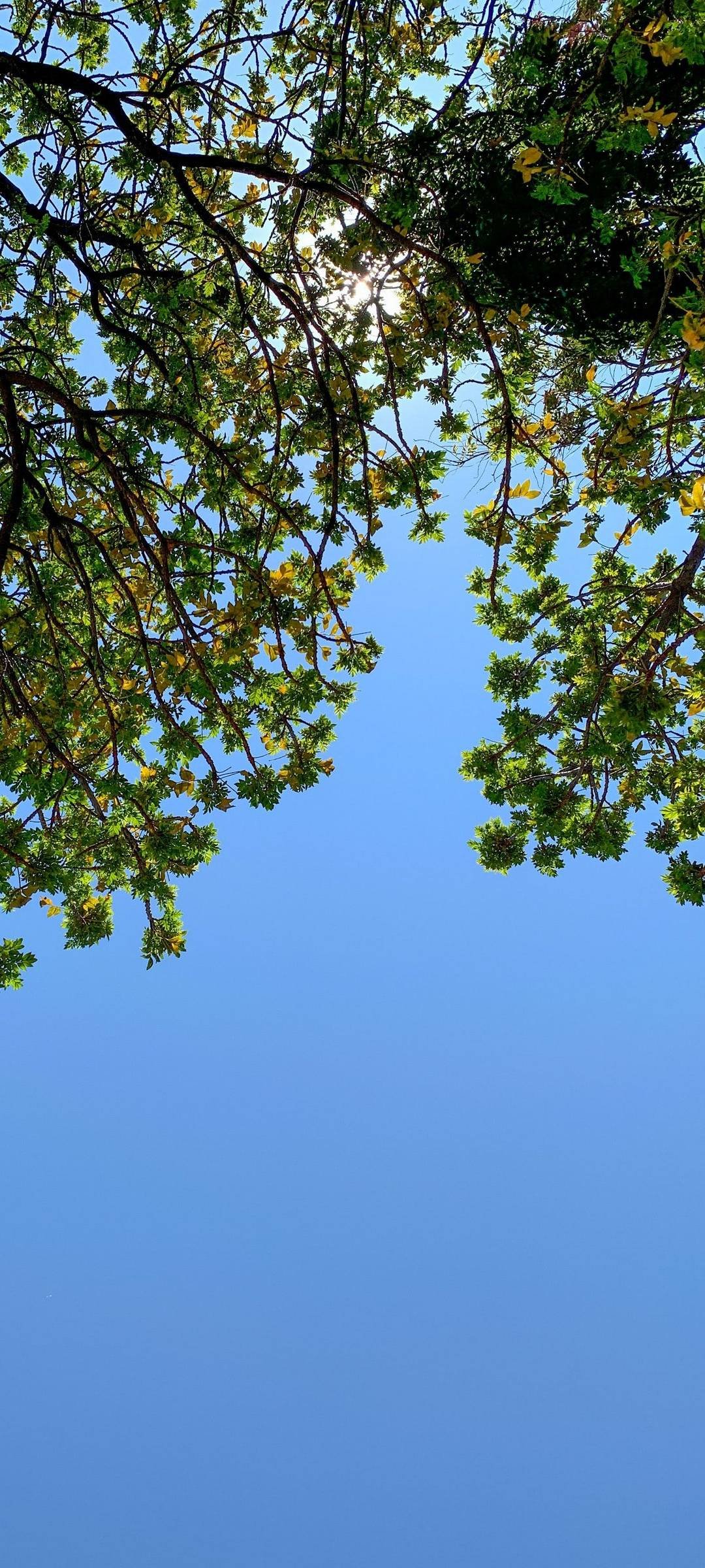 Tree Branches Sky Wallpaper